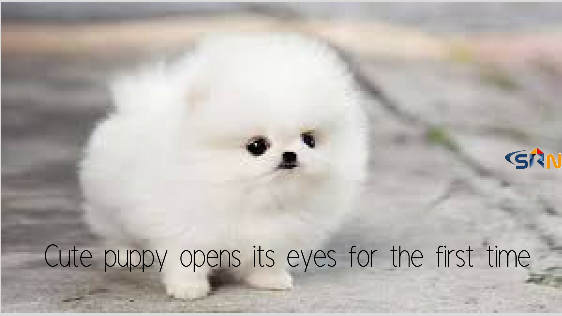 Cute Puppy opens its eyes for the first time